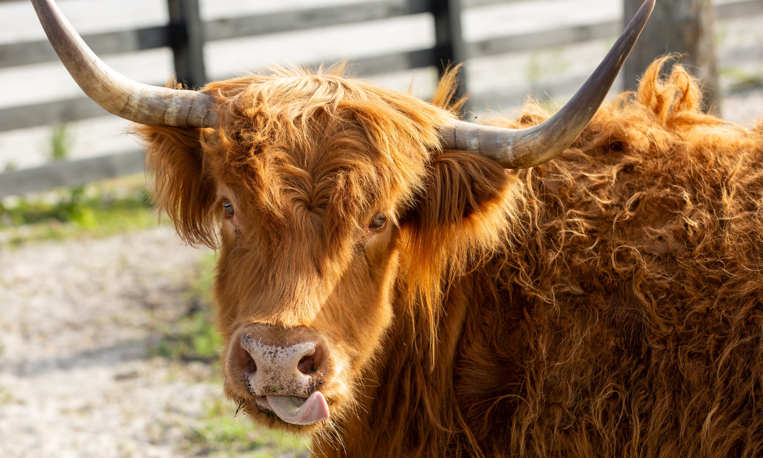 A miniature Highland steer, with shaggy red fur, standing in a pasture and looking at us
