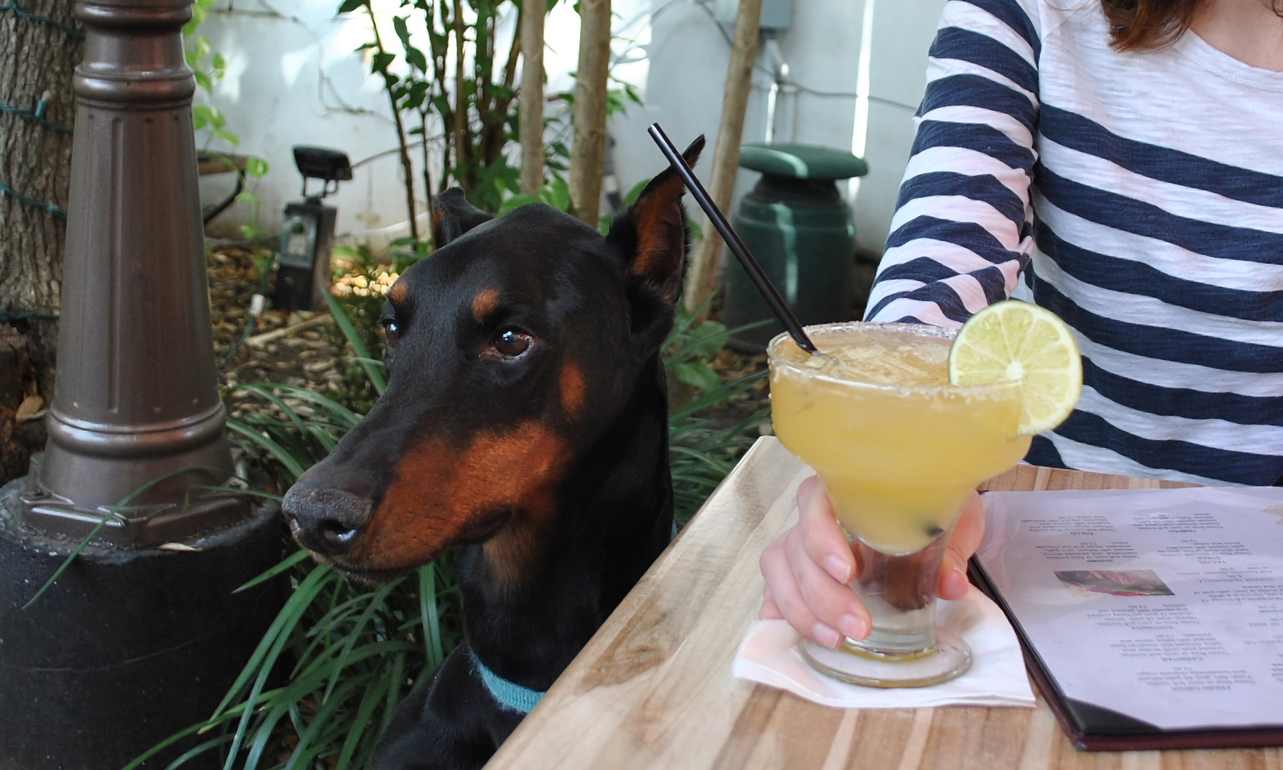 Doberman siting next to a table with a cocktail on it.