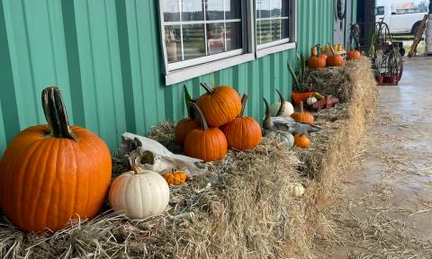 Pumpkins placed on a hay stack at The Mill
