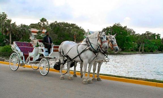 Two carriage horses stand at attention by Sanchez Lake in St. Augustine, Fl.