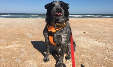 DogSittingOnBeachWithTongueOut