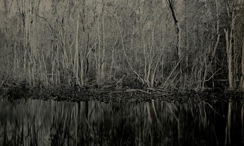 A dark photo of trees along the Ocklawaha River, taken and developed by photographer Mark Keene