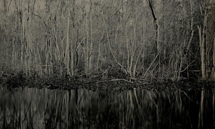 A dark photo of trees along the Ocklawaha River, taken and developed by photographer Mark Keene