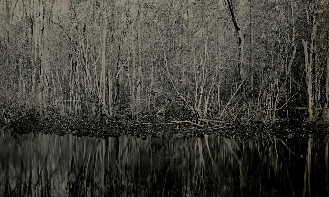 A dark photo of trees along the Ocklawaha River, taken and developed by photographer Mark Keene