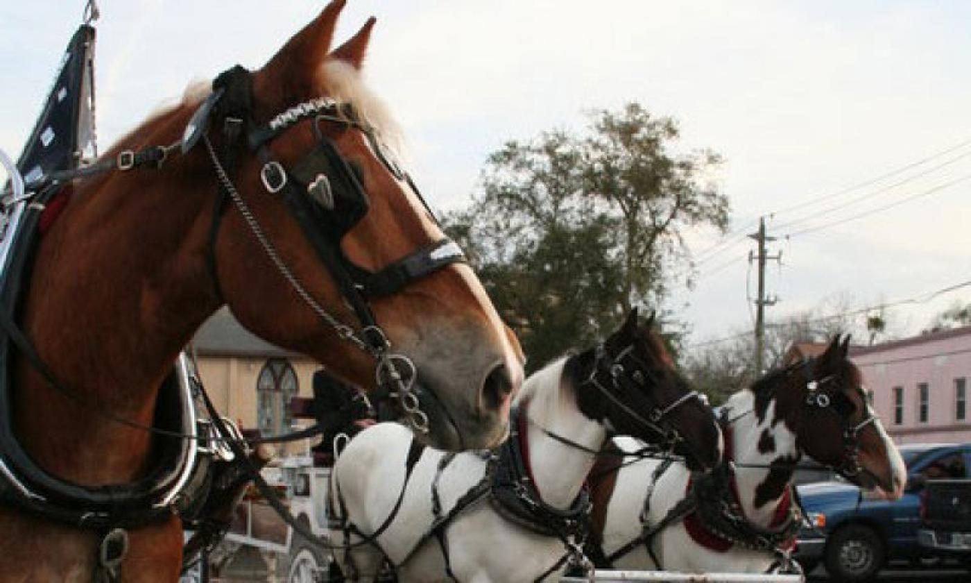 Beautiful horses in charming downtown St. Augustine, Fl.