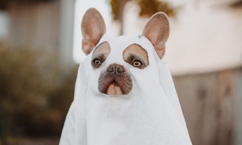A dog wears a Halloween costume in front of a blurry backdrop with the colors of autumn.