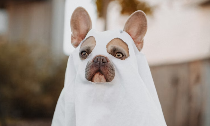 A dog wears a Halloween costume in front of a blurry backdrop with the colors of autumn.